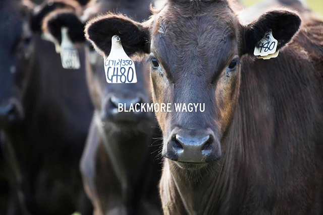 blackmore-wagyu-g480.jpg