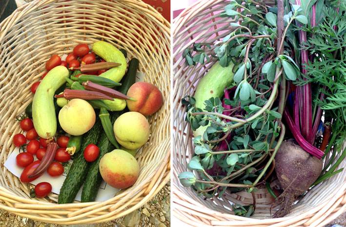 采摘的蔬果-小图.jpg