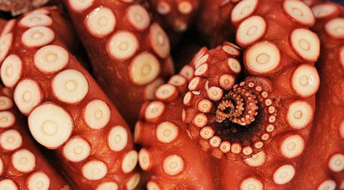 l_5110_blog-image-octopus.jpg