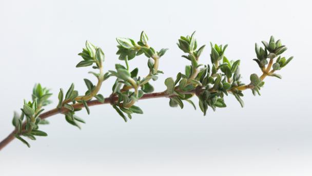 thyme_16x9.jpg