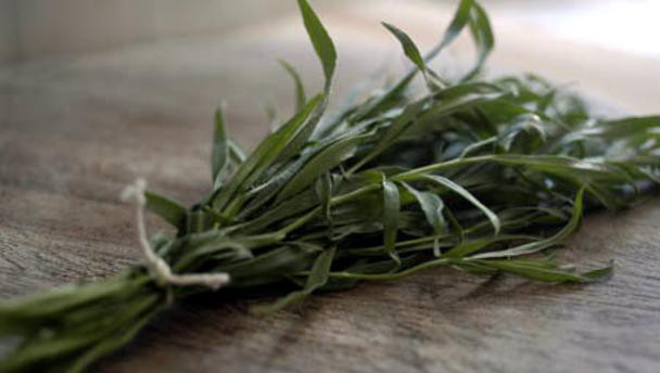 tarragon_16x9.jpg