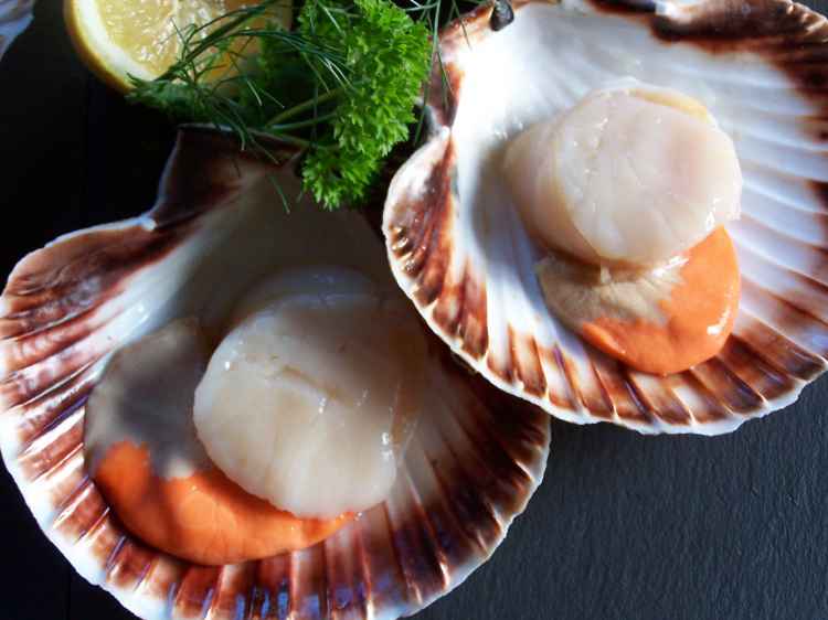 scallop.jpg