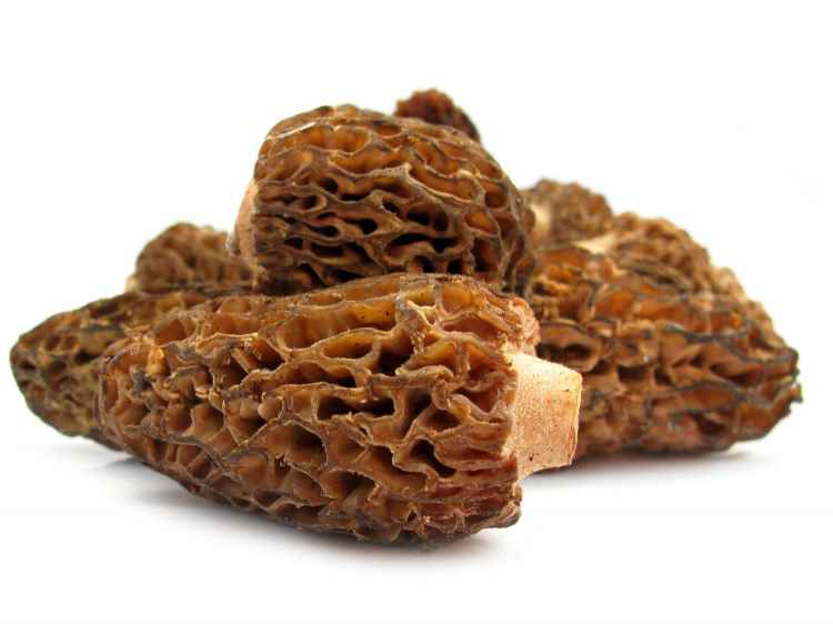 morel-mushroom羊肚菌.jpg