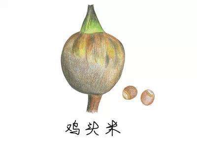 鸡头米.jpg