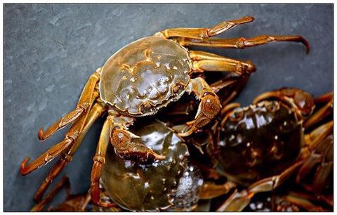 太湖大闸蟹00.jpg