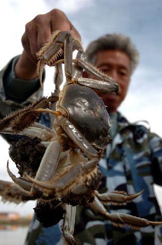 可鲁克湖蟹99.jpg