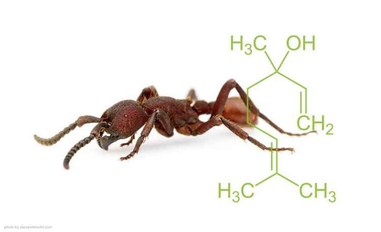 ant_linalool.jpg