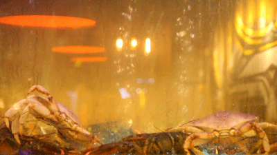 海鲜池1.gif