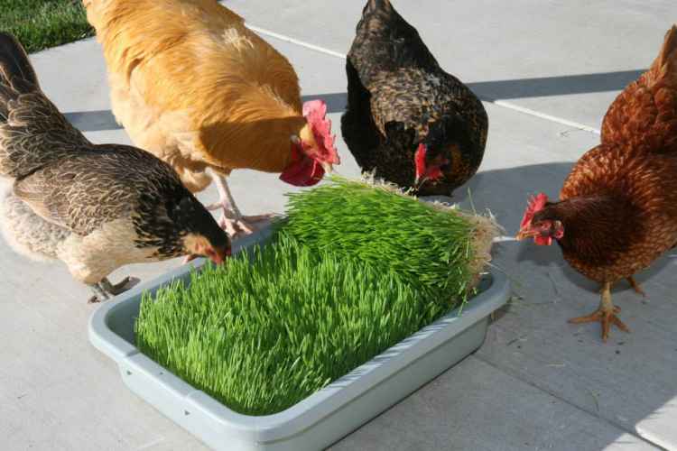 fodder_chickens.jpg