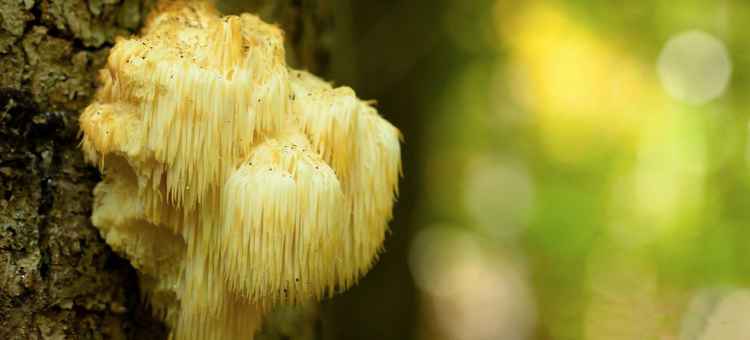original_lions-man-mushroom-food-trends.jpg