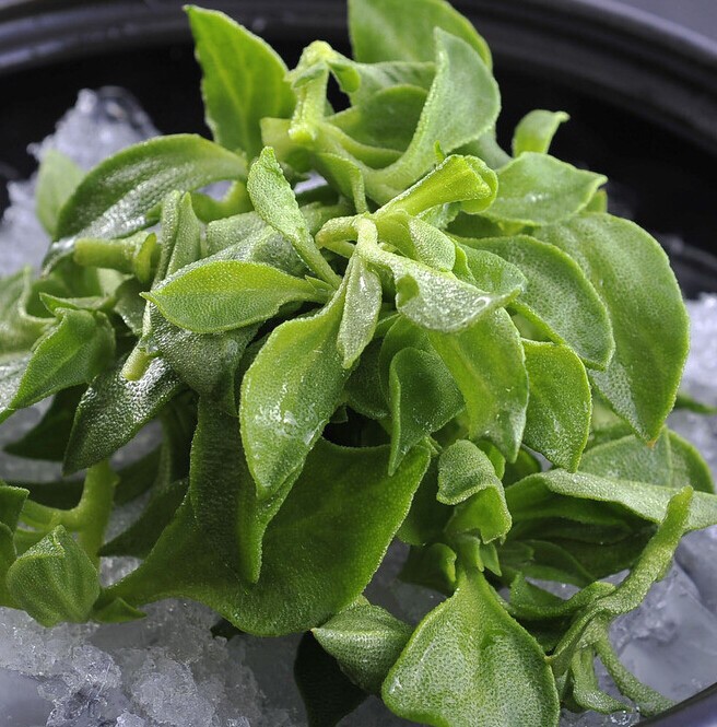 1519702826660359.jpg IMG_5081.JPG