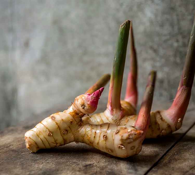 高良姜Galangal.jpg