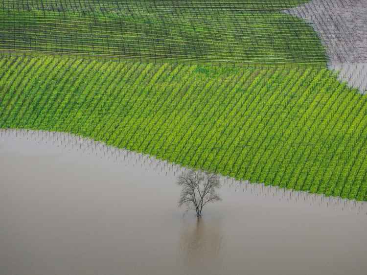 1524713843735471.jpg pink-lady-food-photography-awards-2018-vineyard-flooding-FT-BLOG0418.jpg