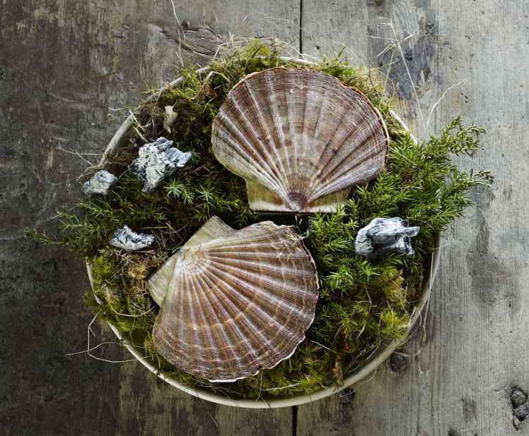 scallops-over-juniper-cropped.jpg