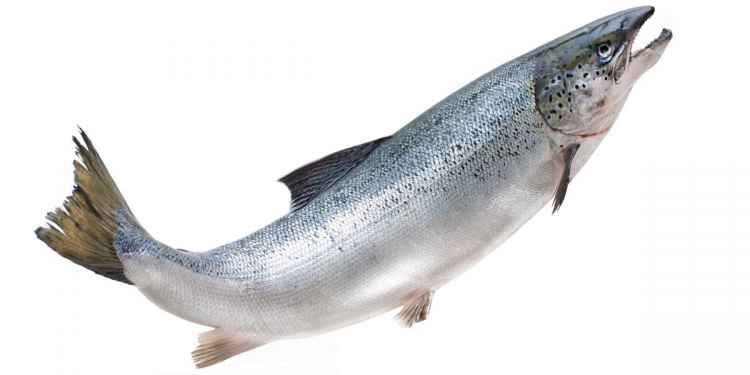 salmon-datu.jpg