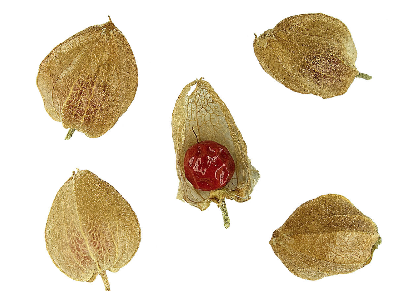 南非醉茄.png