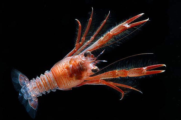 pelagic_squat_lobster.jpg