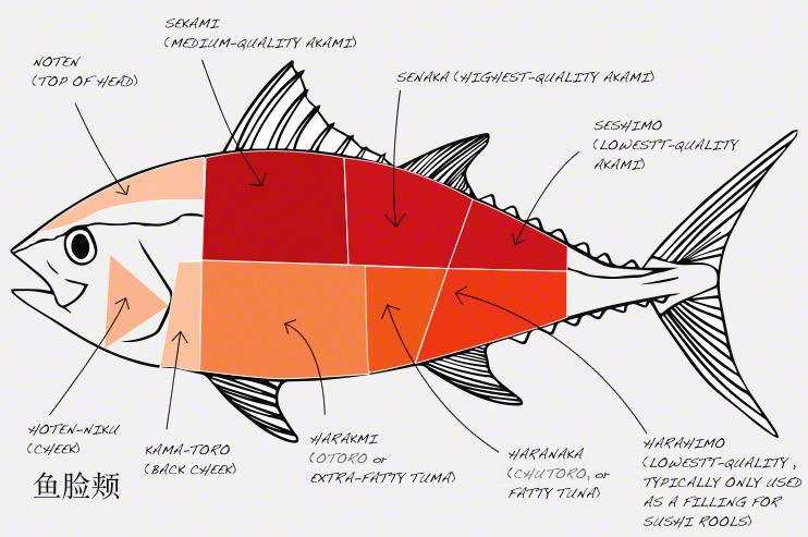 信息图tuna-anatomy.jpg