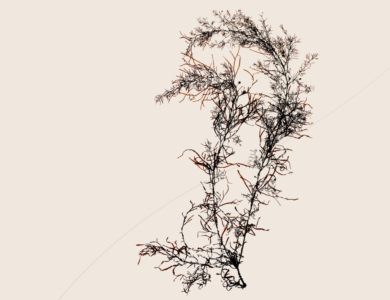 充满北欧风的餐厅宣传画.png