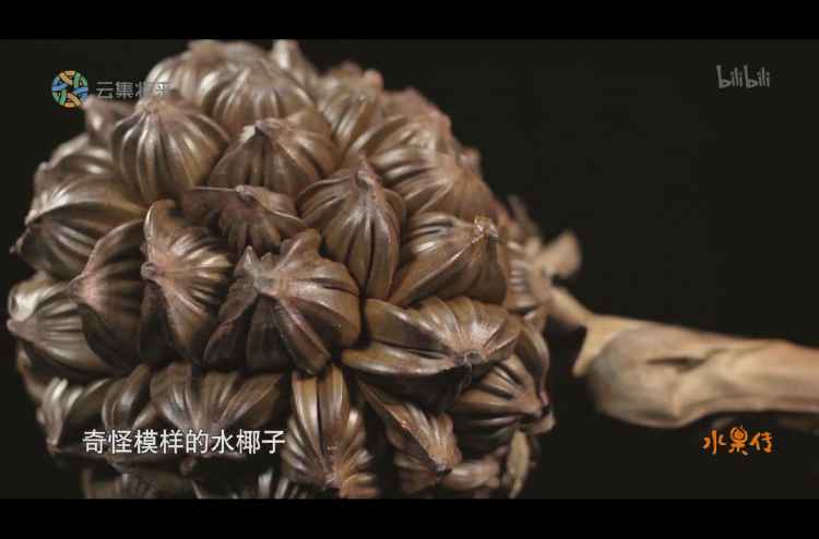 水椰子.jpg