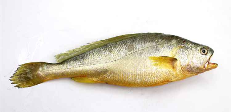 大黄鱼2.jpg