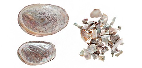 herbology-AbaloneShell.jpg