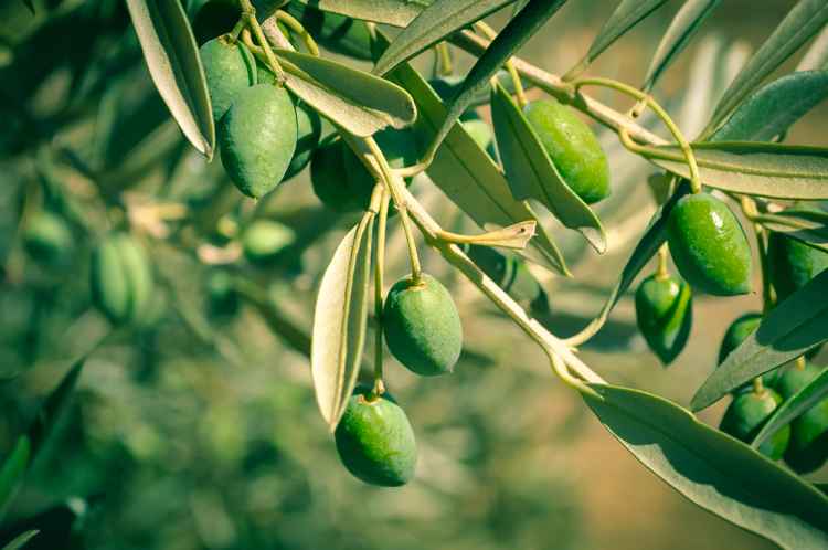 olive-tree.jpg