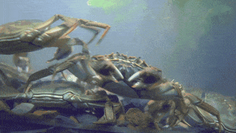 timg.gif