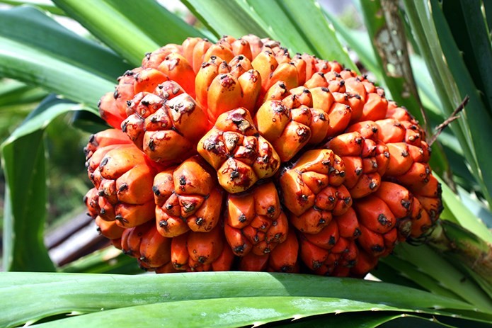 original_Pandanus-tectorius-fruit--riped-.jpeg