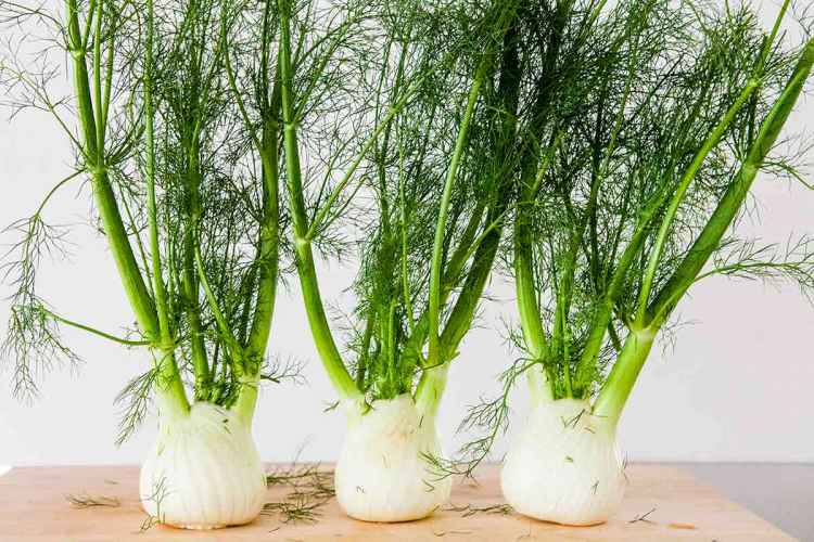 fennel-gratin-fennel.jpg