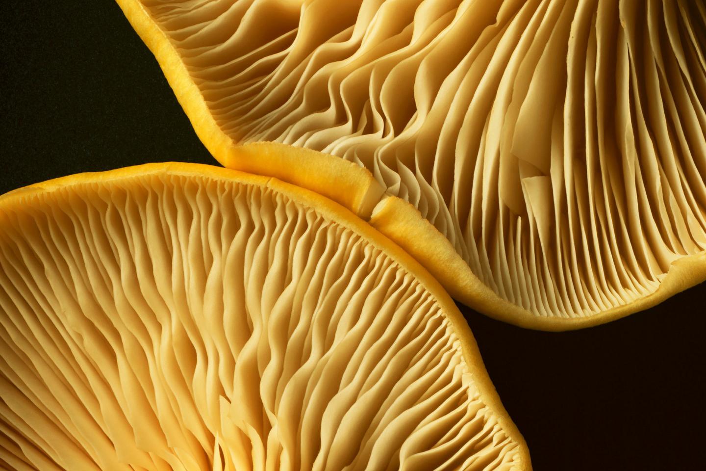 Mushrooms-©StockFood_0.jpg