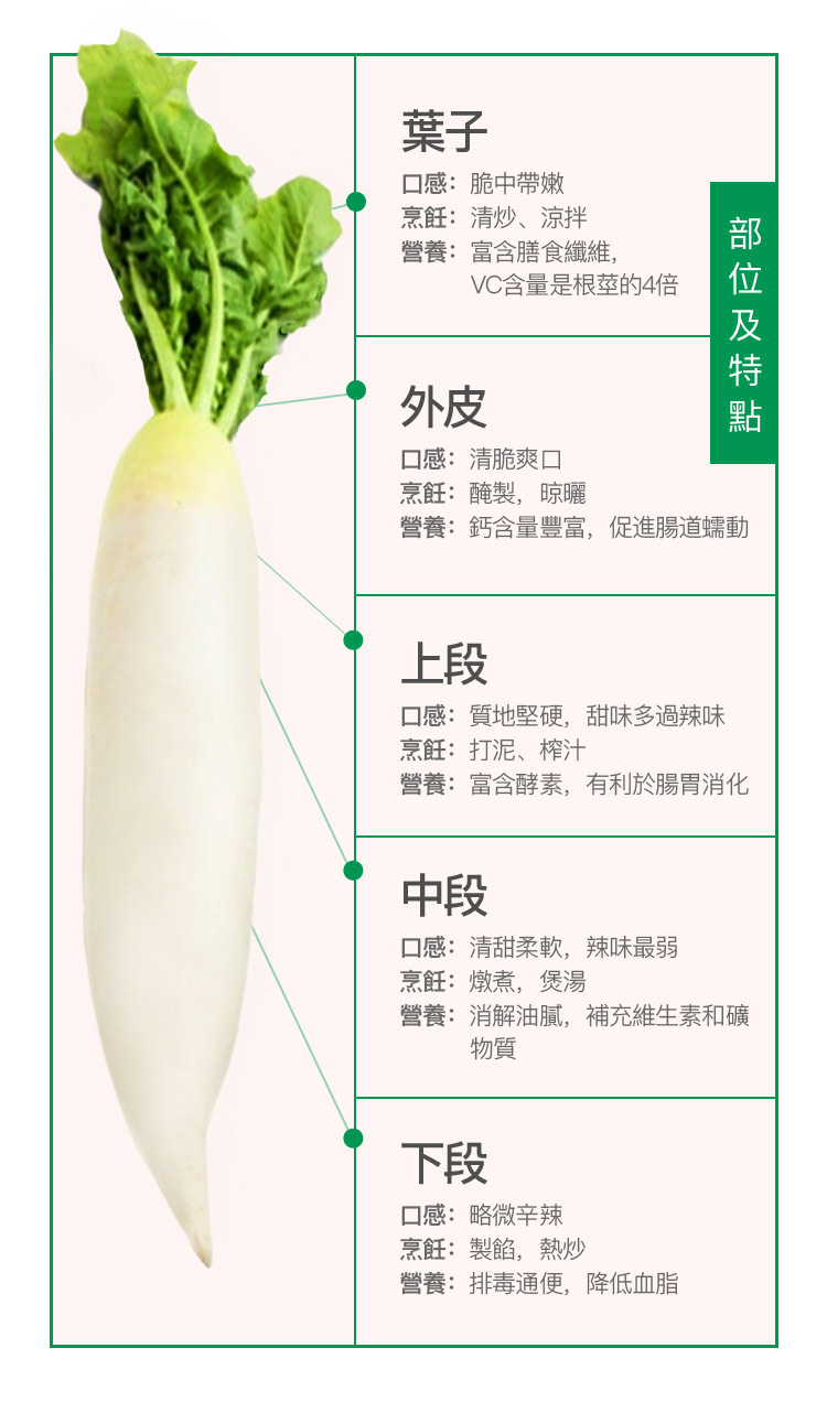 蘿蔔圖2.jpg