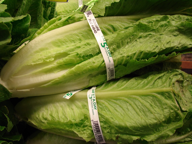 Starr_070730-7911_Lactuca_sativa 拷貝 (1).jpg