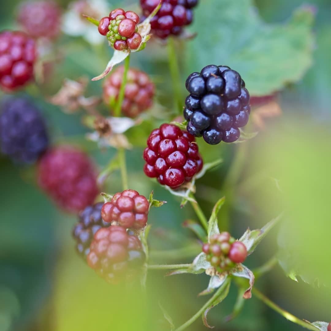 Blackberries.jpg