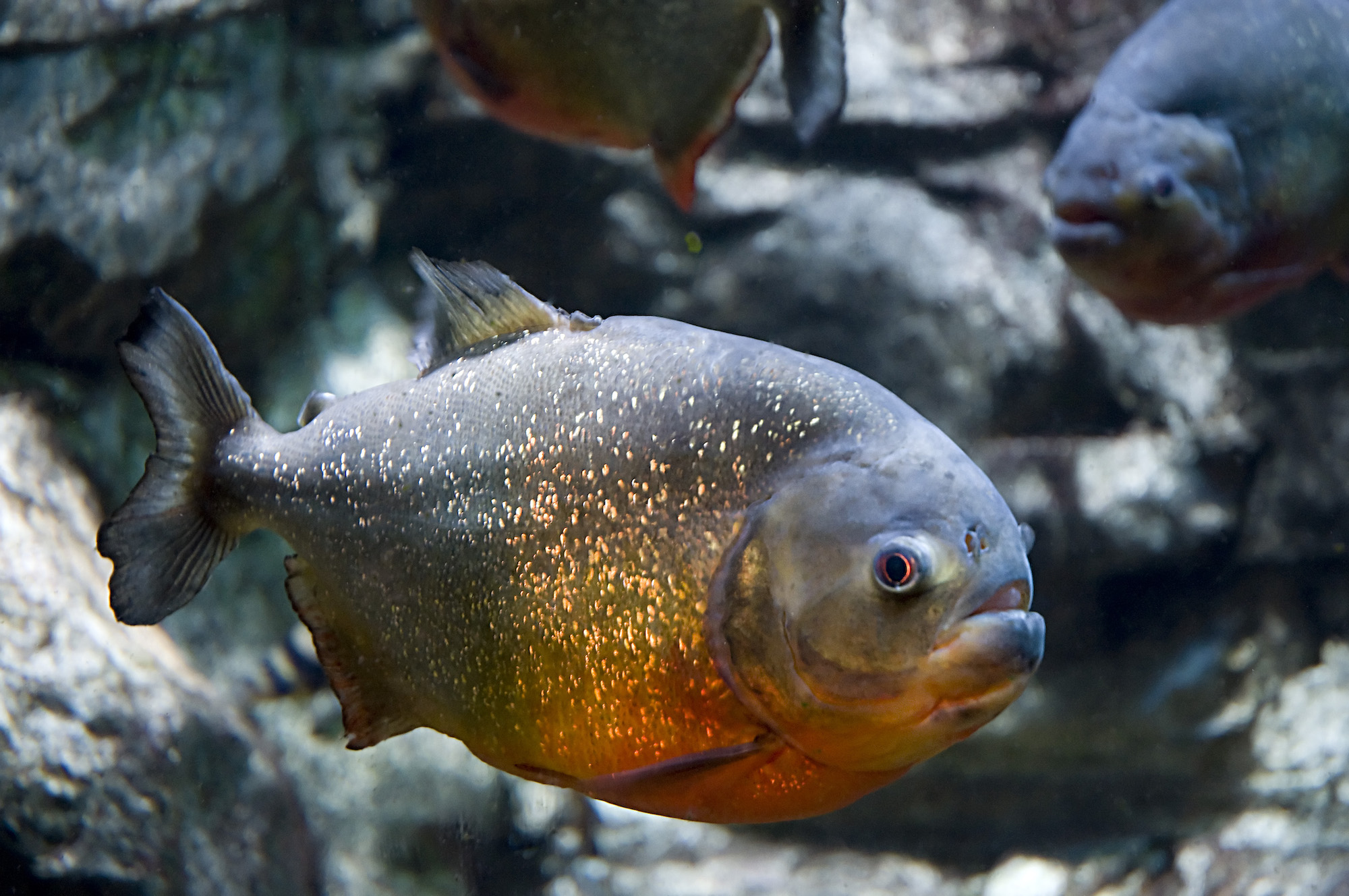 Gregory_Moine_-_Red_bellied_Piranha_(by) 拷貝.jpg