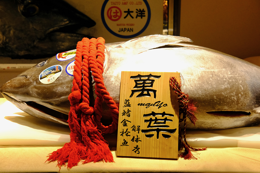 00蓝鳍金枪鱼.jpg