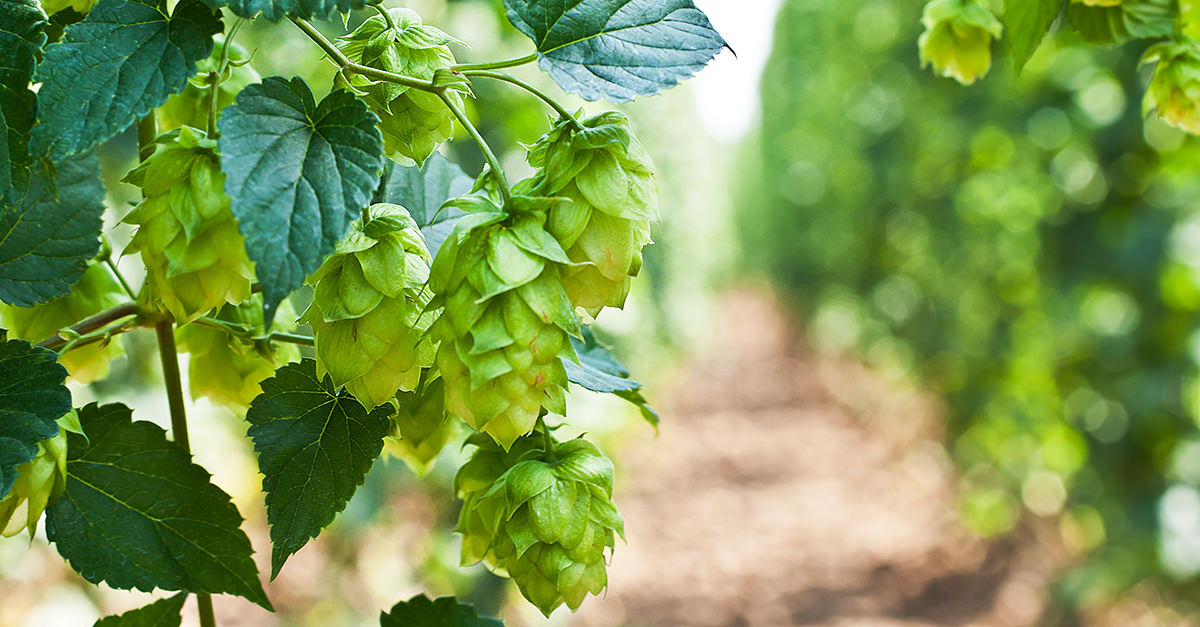 hops-and-beer-social.jpg