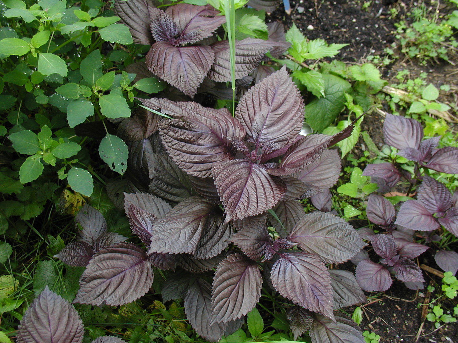 Purple_Perilla_foliage.JPG