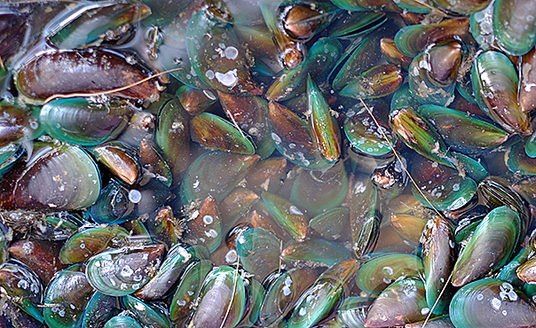 Asian_green_mussels,_Rayong,_Thailand_(22282615123).jpg