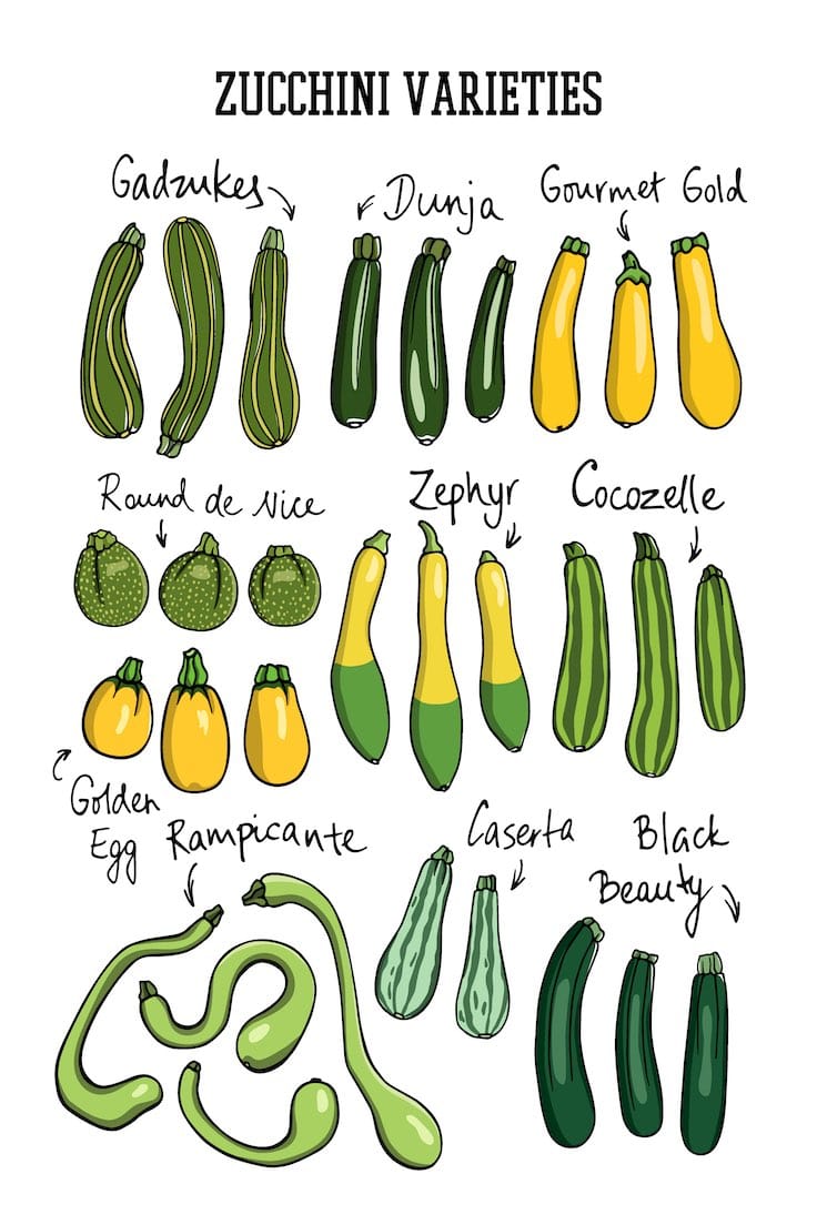 a7332d51b6b0436f9c09089686122372_shutterstock-zucchini-varieties-INLINE.jpg