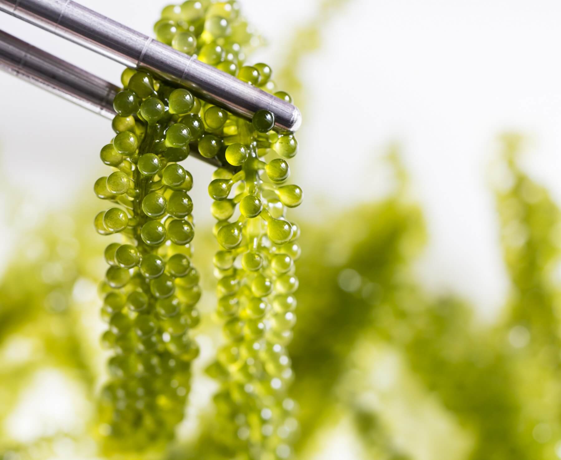 What-do-sea-grapes-taste-like.jpg