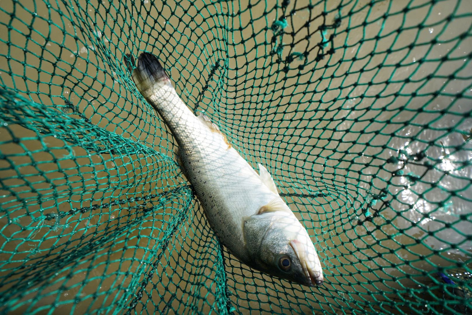 60e7b93101705.jpeg 60e7b93101705.jpeg