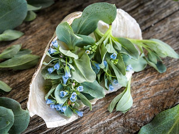 oyster-leaf-lss-dsc_8287.jpeg