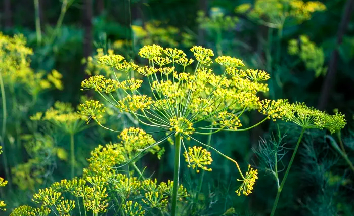 611f29c6610c2.jpg 611f29c6610c2.jpg