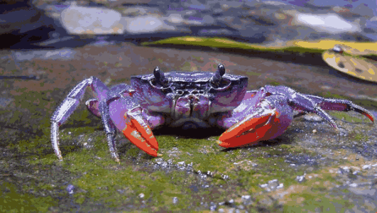61551cbebe685.gif