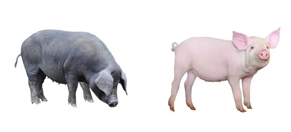 63f88f0fed75e.jpeg 63f88f0fed75e.jpeg