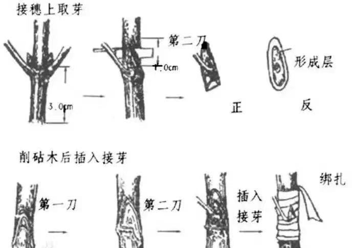 656d9158ab53a.jpeg