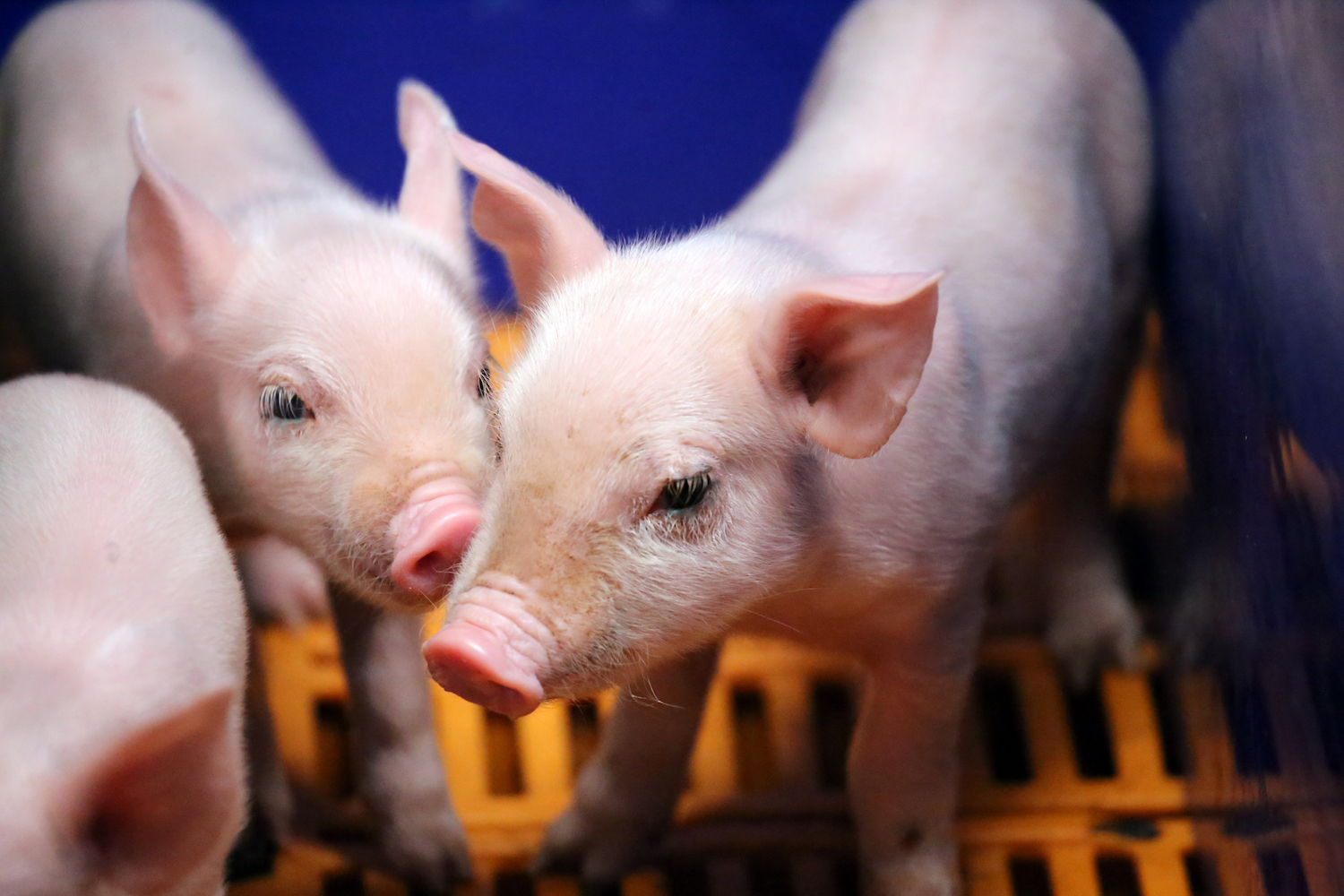 65f3c4b08dc4e.jpeg 65f3c4b08dc4e.jpeg