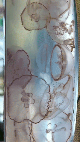 68b89e9cf0ca9.gif